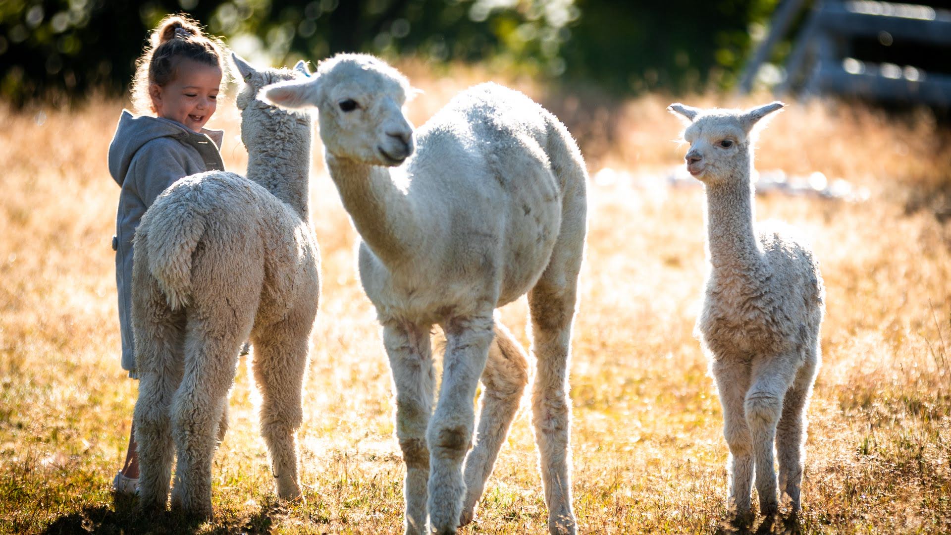 Little girl admiring alpaccas and smiling - Visit Ruapehu.jpg